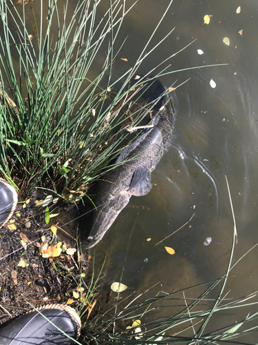 ライギョの釣果