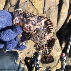 ムラソイの釣果