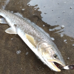 アメマスの釣果