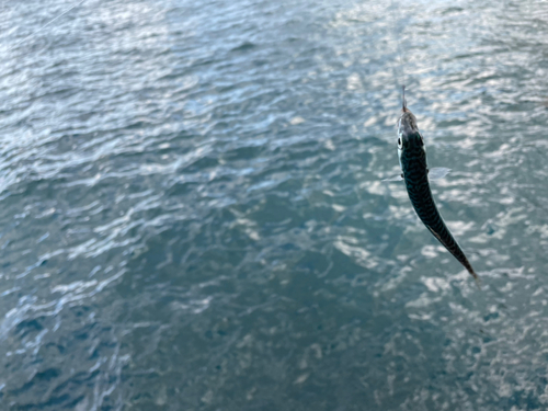 サバの釣果