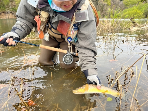 ブラウントラウトの釣果