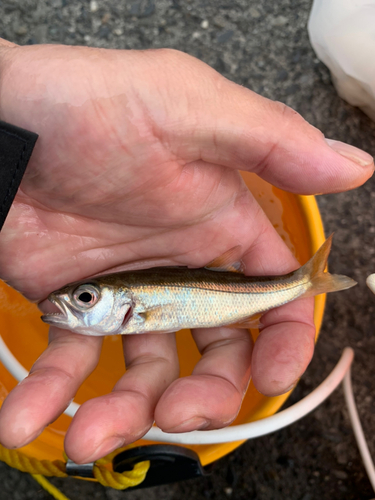 ムツの釣果