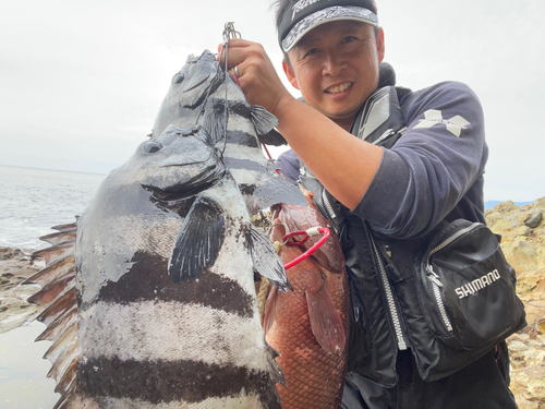 イシダイの釣果