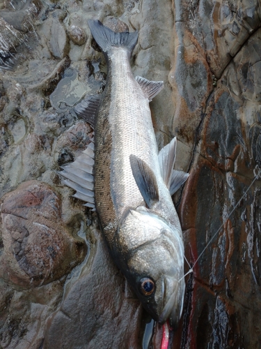 スズキの釣果