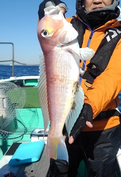 アマダイの釣果