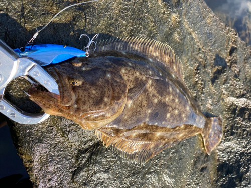 ヒラメの釣果