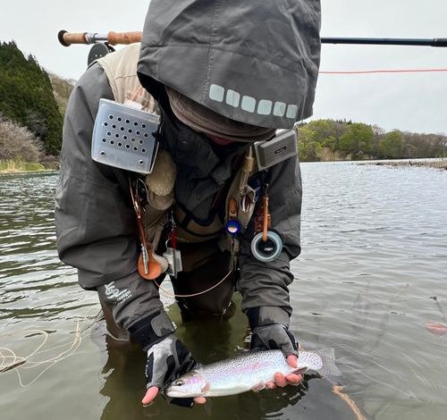 ニジマスの釣果