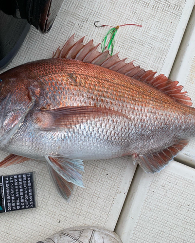 タイの釣果