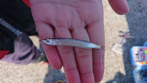 カマスの釣果