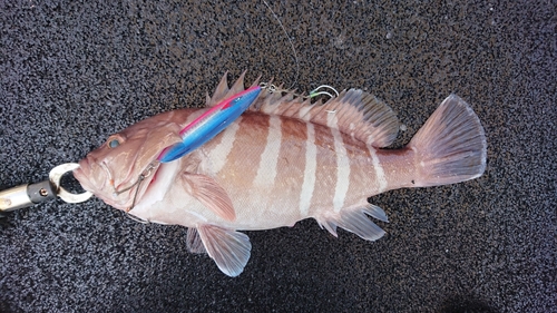 マハタの釣果