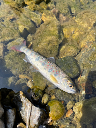 アマゴの釣果