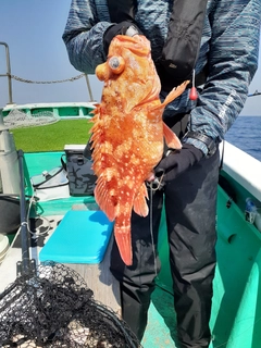 ウッカリカサゴの釣果