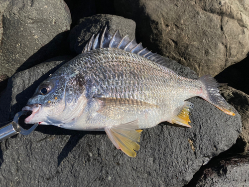 キビレの釣果