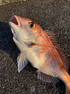 マダイの釣果