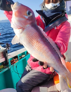 アマダイの釣果