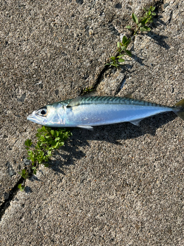 サバの釣果