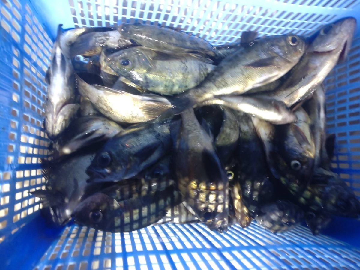 アングラー02385296さんの釣果 2枚目の画像