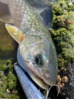 アメマスの釣果