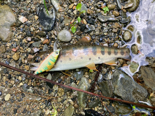 ヤマメの釣果