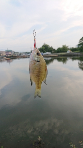 ブルーギルの釣果