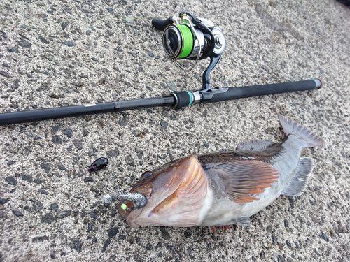 アイナメの釣果