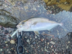 ショゴの釣果