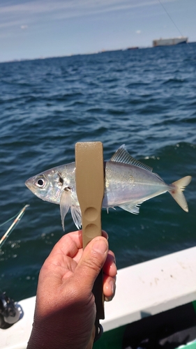 マアジの釣果