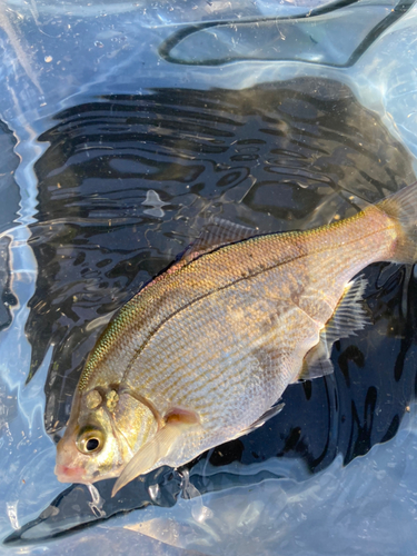 ウミタナゴの釣果