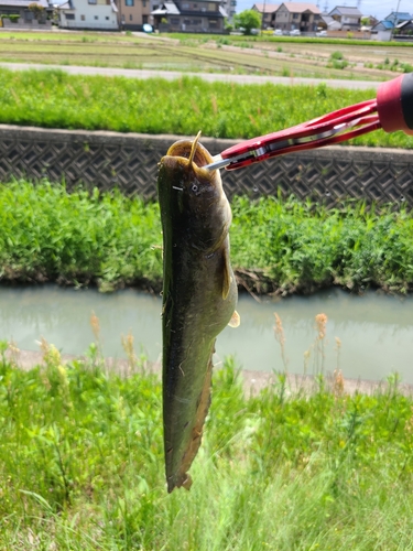 ニホンナマズの釣果