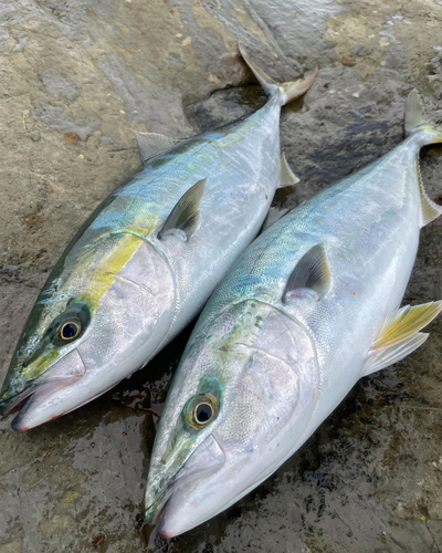 イナダの釣果