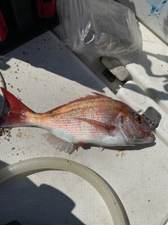 タイの釣果