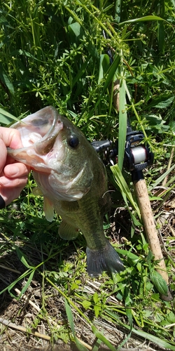 ブラックバスの釣果