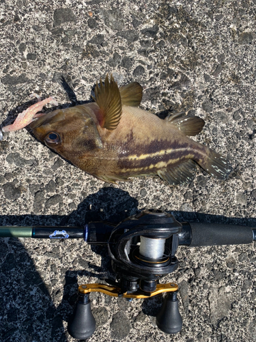 シマゾイの釣果