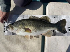 ラージマウスバスの釣果