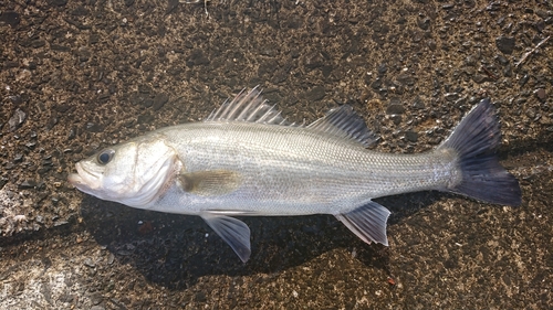 セイゴ（マルスズキ）の釣果