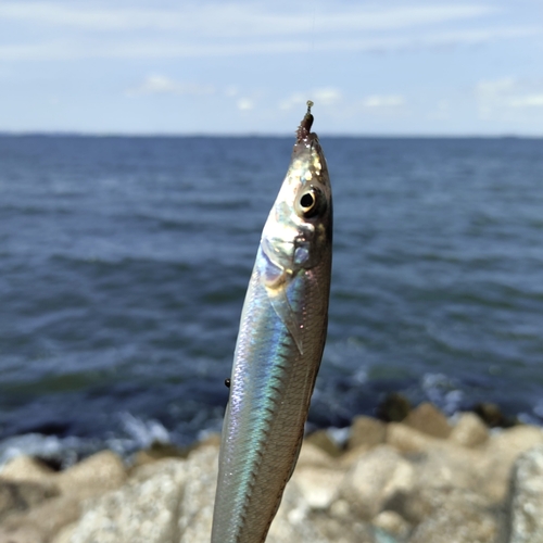 キスの釣果