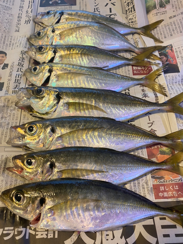 アジの釣果