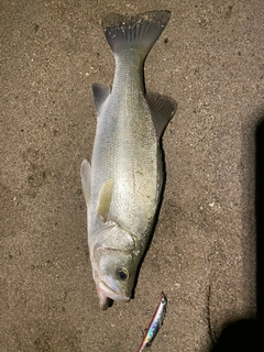 スズキの釣果