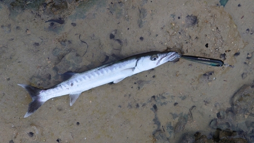 カマスの釣果