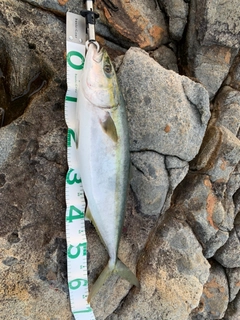 ヤズの釣果