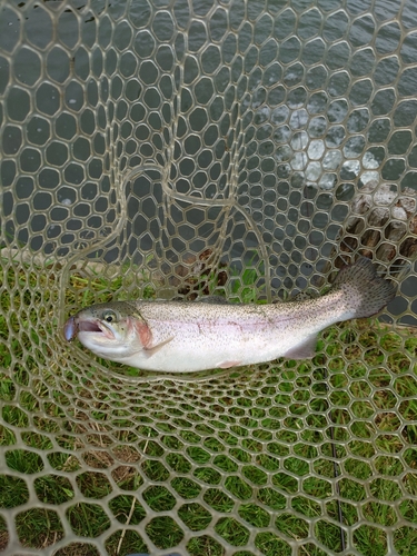 ニジマスの釣果