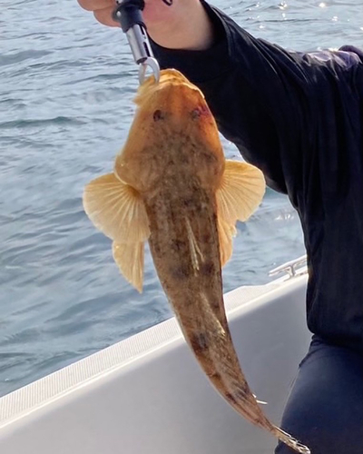 マゴチの釣果