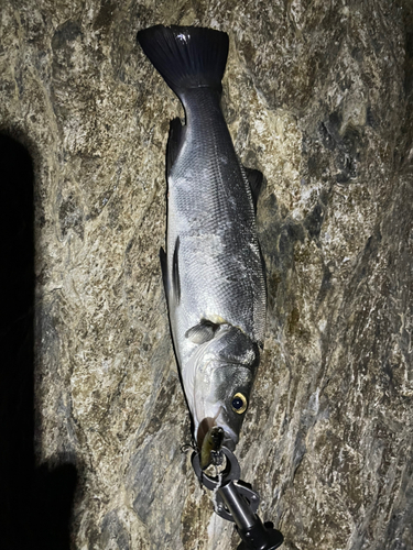 ヒラスズキの釣果