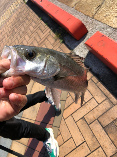 セイゴ（マルスズキ）の釣果