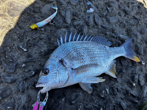 キビレの釣果