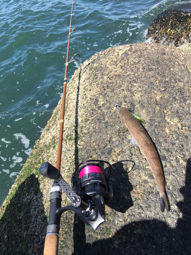 エソの釣果