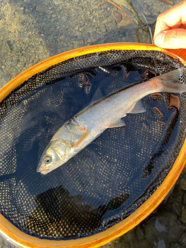 ウグイの釣果