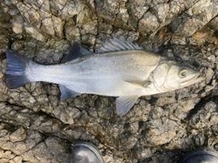 ヒラスズキの釣果