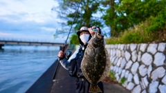 ヒラメの釣果