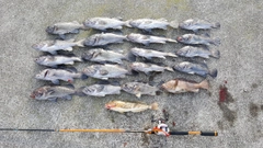 クロソイの釣果